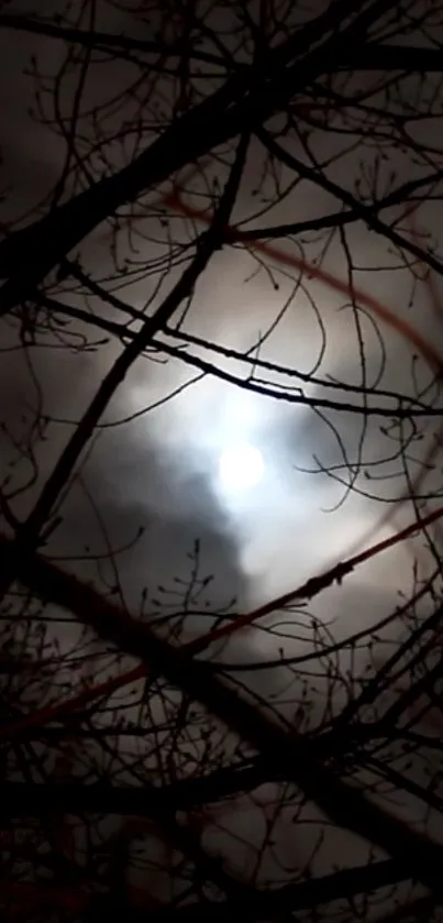 Silhouetted branches against a cloudy moonlit sky.