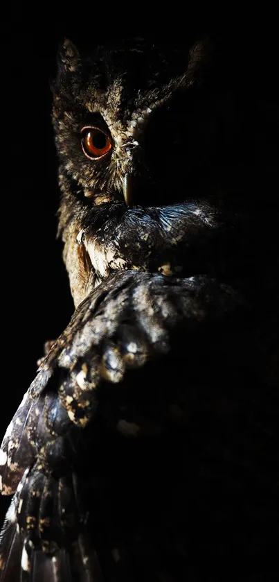 Mysterious owl with dark background close-up.