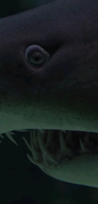 Close-up image of a shark's eye and teeth in dark water.