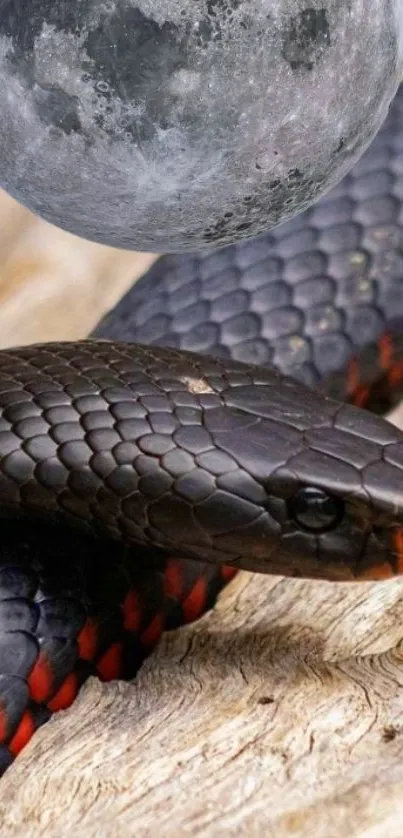 Dark snake with red patterns under a full moon.