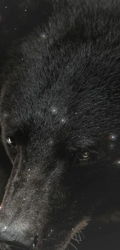 A bear with starry reflections on a dark background.