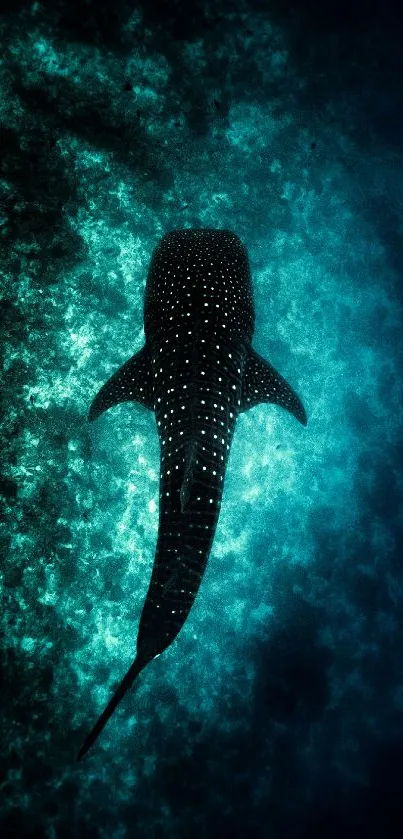 Whale shark gliding majestically underwater in deep blue sea.