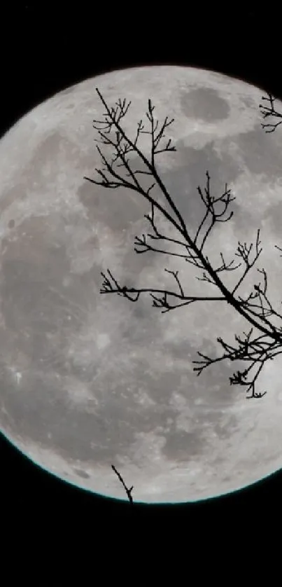 Full moon with silhouetted tree branches in the night sky.