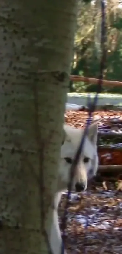 Wolf peeking from behind a tree in a forest.