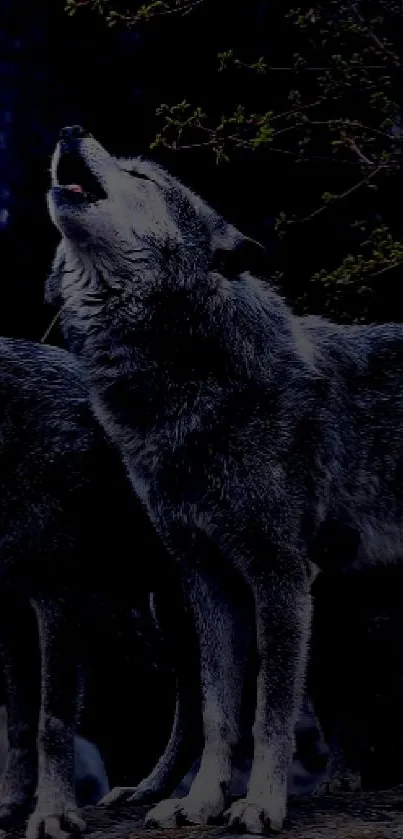 Three wolves howling under a dark blue moonlit sky.