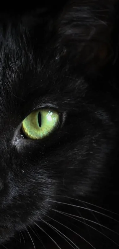 Mystic black cat with piercing green eyes.