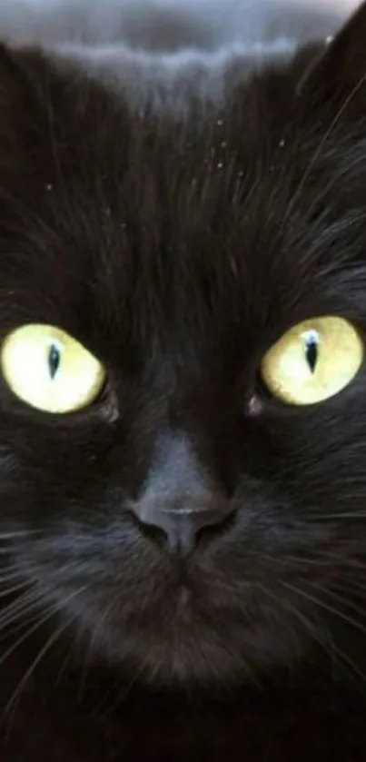 Close-up of a black cat with bright yellow eyes, perfect for a striking background.