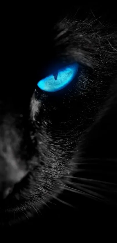 Close-up of a cat's bright blue eye in a dark setting.