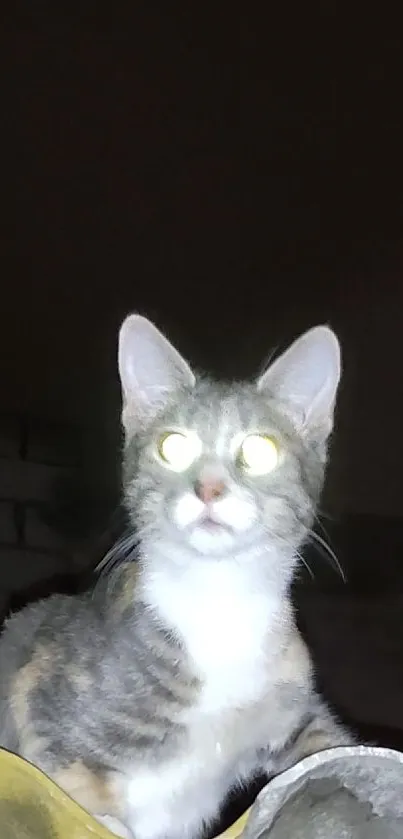 Cat with glowing eyes in the dark night.