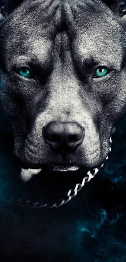 Intense dog with blue eyes against a smoky dark cyan background.