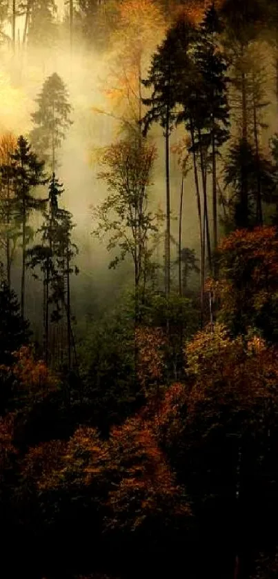 Mysterious autumn forest with mist and tall trees in the background.