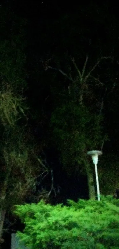 Dark night forest with a street lamp illuminating trees.