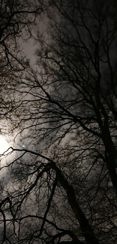 Silhouetted trees against a mysterious moonlit sky.