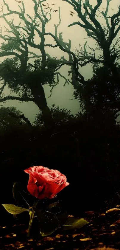 Enchanting rose in a dark, mystical forest with silhouetted trees.