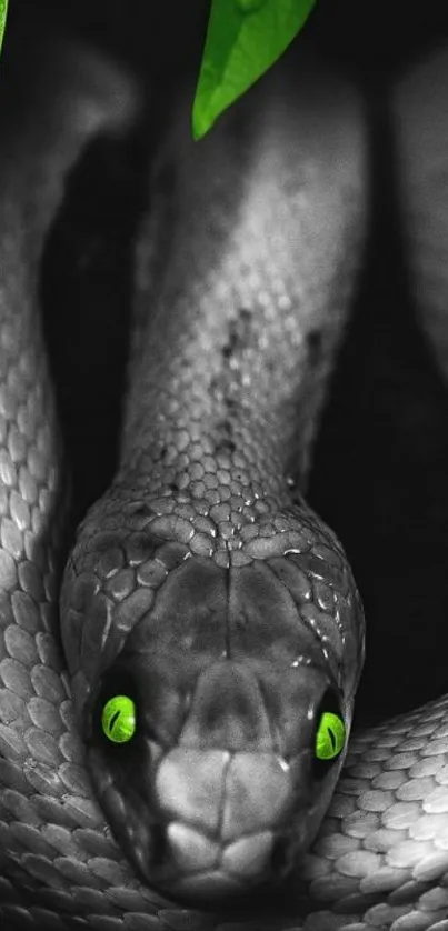 Black and white snake with green eyes on a dark background, accented by green leaves.