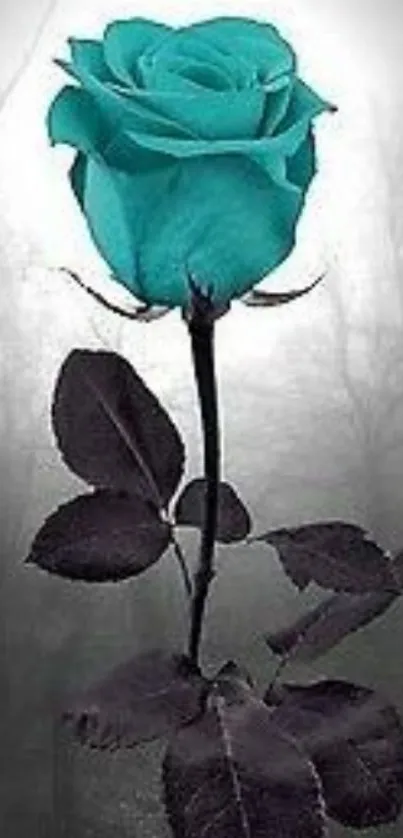 Teal rose with dark leaves on a misty background