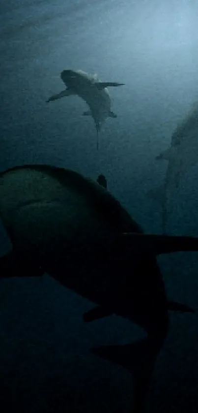 Silhouettes of sharks swim in a dark, mysterious underwater scene.