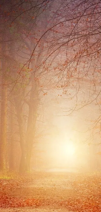 Mystical forest path with warm autumn light piercing through the trees.