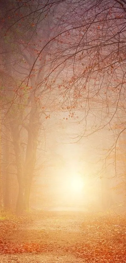 Autumn forest path with sunlight through trees and falling leaves.