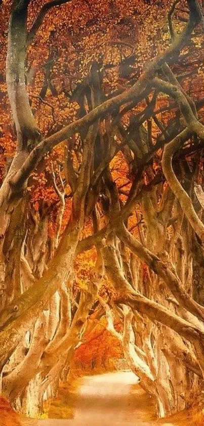 Mystical autumn tree tunnel with vibrant orange hues.