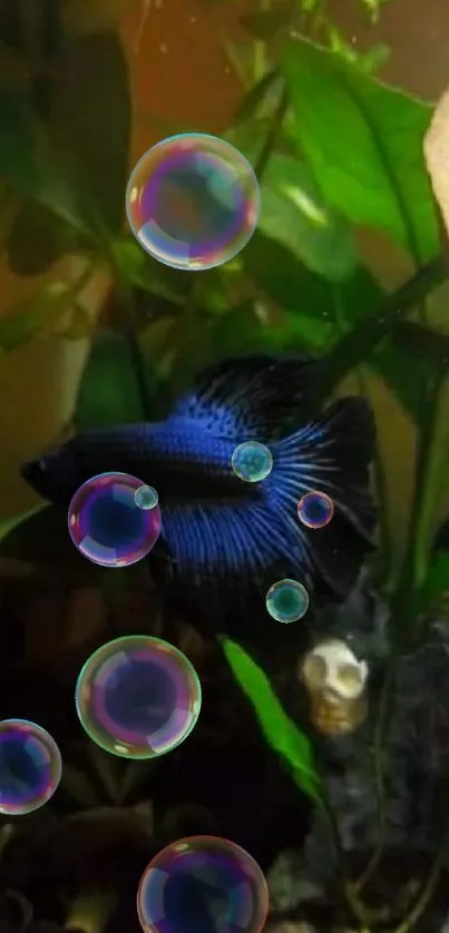 Mystical blue Betta fish with green plants in aquarium.