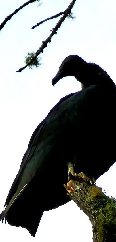 Silhouette of a bird perched on a mossy branch against a clear sky.