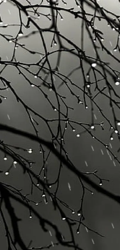 Misty branches with raindrops in a serene gray background.