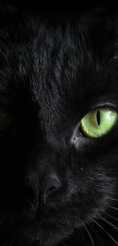 Close-up of a black cat with striking green eyes.