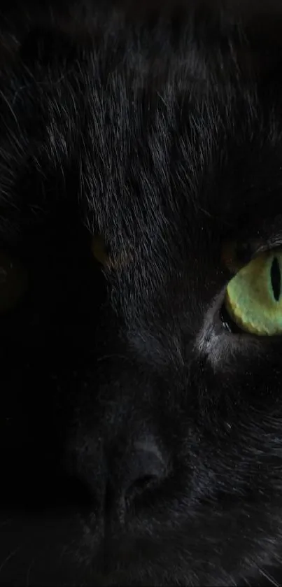 Close-up of a black cat's glowing green eyes in a dark setting.