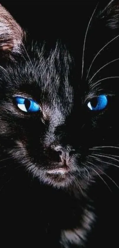 Black cat with vibrant blue eyes in dark wallpaper.