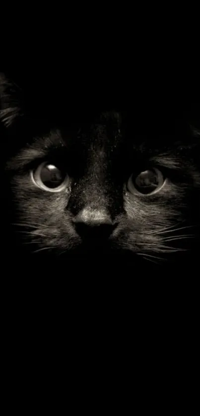 Dark themed wallpaper featuring a mysterious black cat with striking eyes.