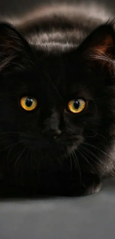 Elegant black cat with yellow eyes on dark background.