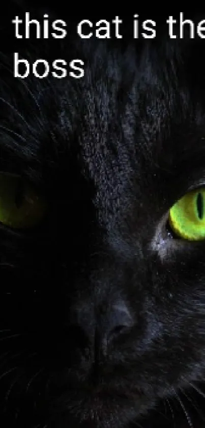 Black cat with luminous green eyes peering through darkness.