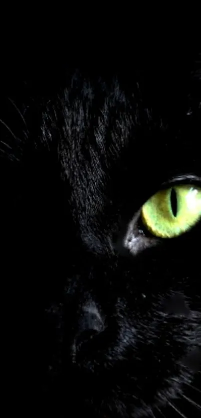 Black cat with luminous green eyes in the dark background.