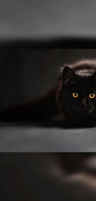 Black cat with orange eyes in a dark, mystical setting.