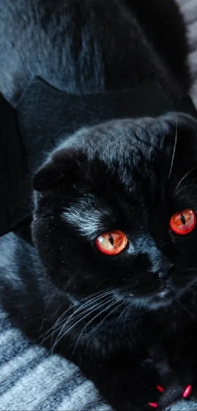 Black cat with bat wings and glowing red eyes.