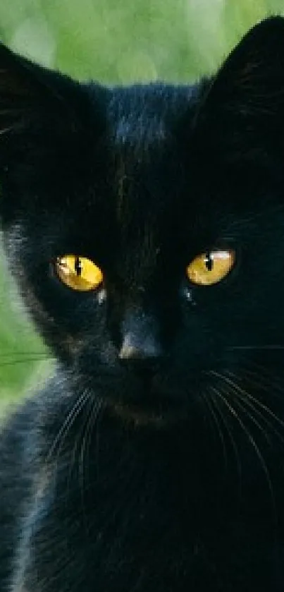 A black cat with glowing eyes sits in vibrant greenery on a wooden path.