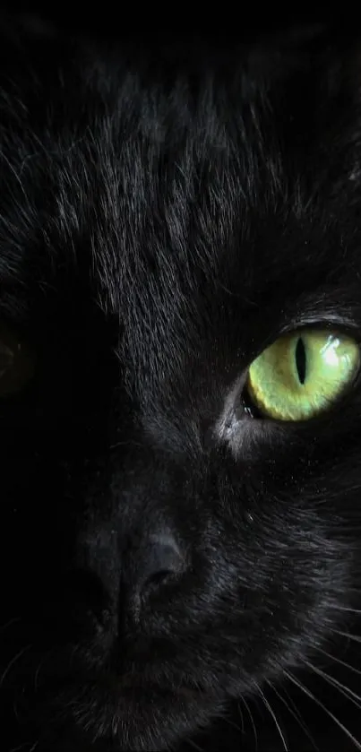 Mystical black cat with green eyes on a dark background.