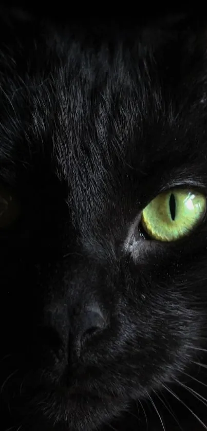 Mystical black cat with green eyes in dark background wallpaper.