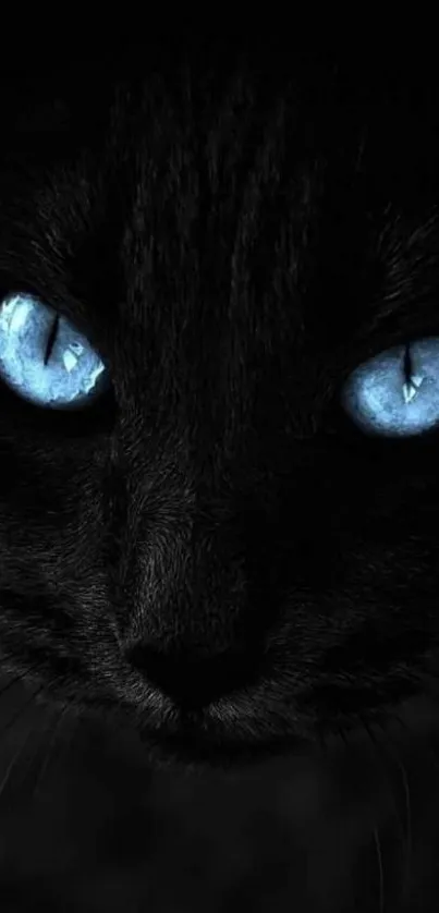 A black cat with blue eyes on a dark background, ideal for mobile wallpaper.