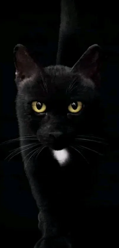 Sleek black cat with yellow eyes on a dark background