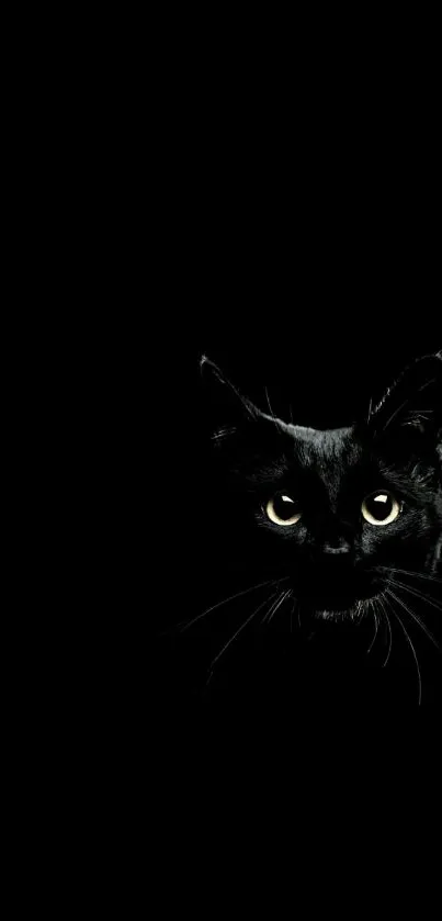 Black cat with bright eyes on a dark background.