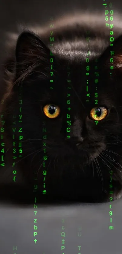 A black cat with striking yellow eyes on a dark background.