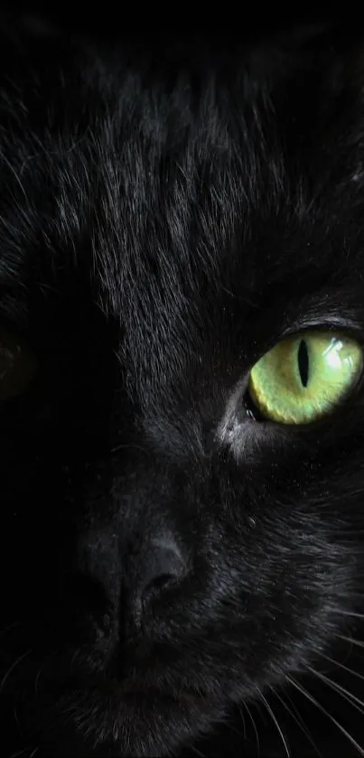 Mysterious black cat with green eyes on dark background.