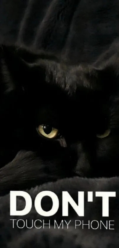 Close-up of a black cat with yellow eyes on a dark background.