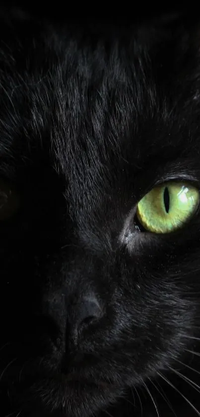 Close-up of a black cat's face with striking green eyes.