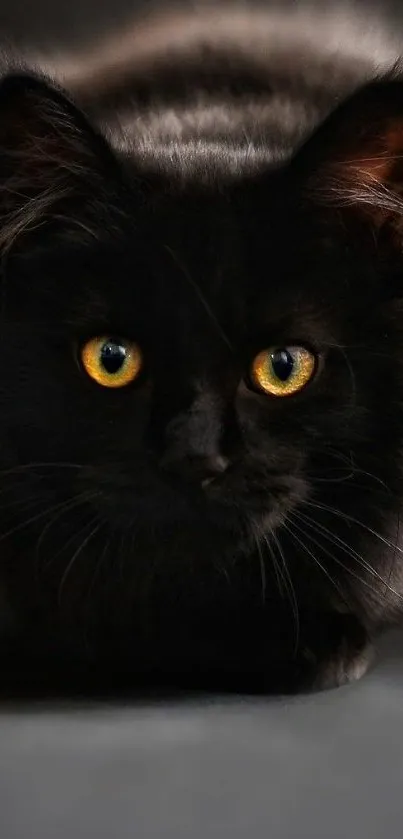 Black cat with glowing yellow eyes, close-up.