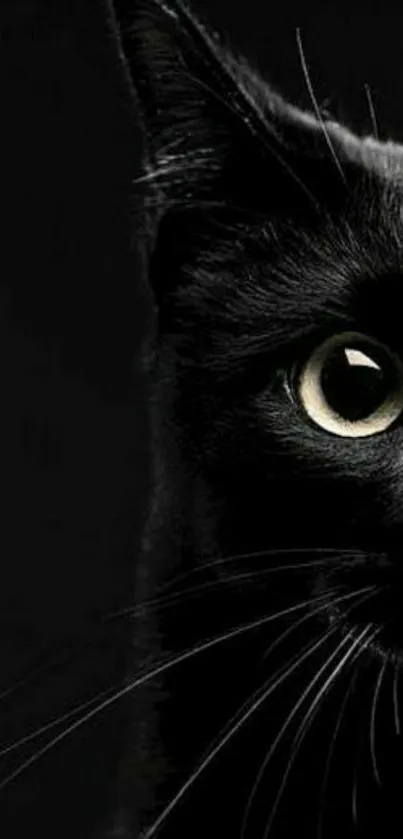 Mystical black cat with glowing eyes on black wallpaper background.