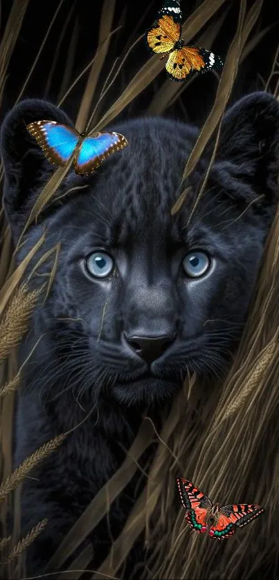 Black panther hidden in tall golden grass.