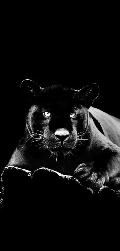 Stunning black panther in a sleek black and white mobile wallpaper.